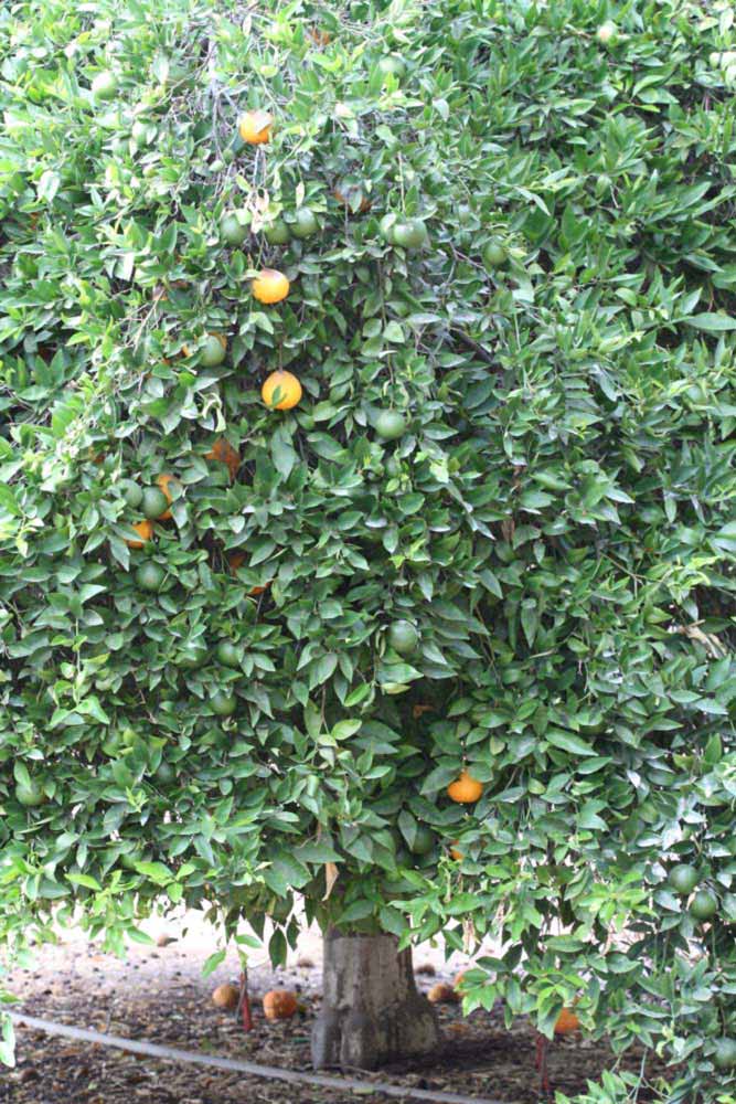            Habit (Riverside, CA)   